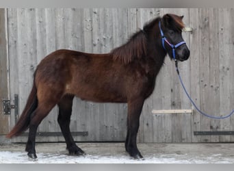 Islandais, Jument, 5 Ans, Noir