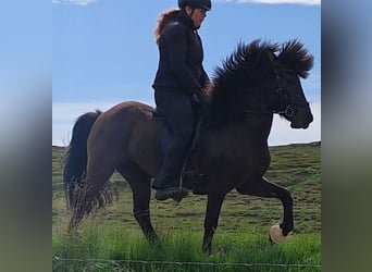 Islandais, Jument, 5 Ans, Noir