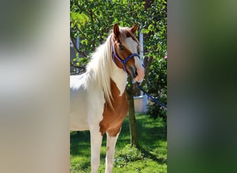 Islandais, Jument, 5 Ans, Pinto