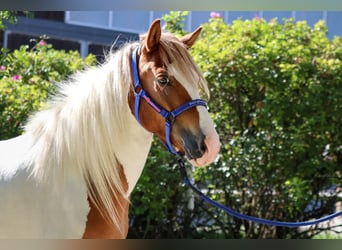 Islandais, Jument, 5 Ans, Pinto