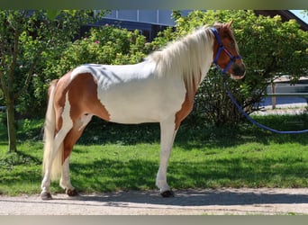 Islandais, Jument, 5 Ans, Pinto