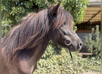 Islandais, Jument, 6 Ans, 132 cm