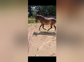 Islandais, Jument, 6 Ans, 135 cm, Bai