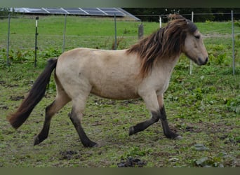 Islandais, Jument, 6 Ans, 136 cm