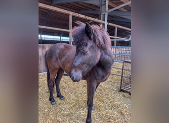 Islandais, Jument, 6 Ans, 136 cm, Noir