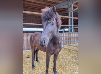 Islandais, Jument, 6 Ans, 136 cm, Noir