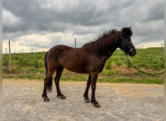 Islandais, Jument, 6 Ans, 136 cm, Noir