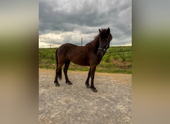 Islandais, Jument, 6 Ans, 136 cm, Noir
