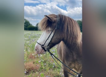 Islandais, Jument, 6 Ans, 138 cm