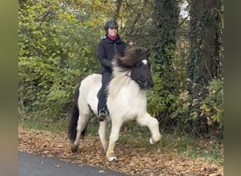 Islandais, Jument, 6 Ans, 138 cm, Pinto