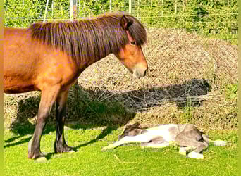 Islandais, Jument, 6 Ans, 139 cm, Bai cerise