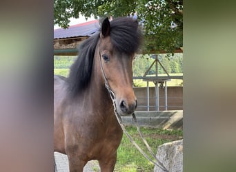 Islandais, Jument, 6 Ans, 140 cm, Bai