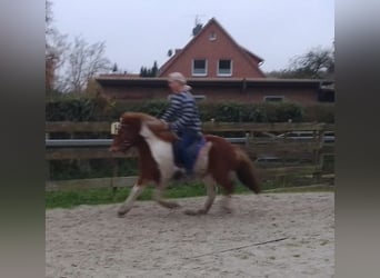 Islandais, Jument, 6 Ans, 140 cm, Pinto