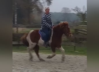 Islandais, Jument, 6 Ans, 140 cm, Pinto