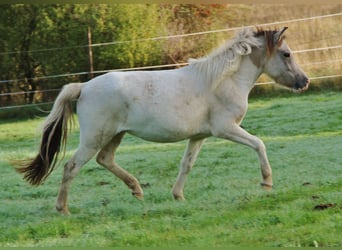 Islandais, Jument, 6 Ans, 140 cm, Pinto