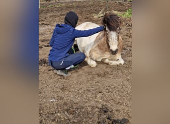 Islandais, Jument, 6 Ans, 140 cm, Tobiano-toutes couleurs