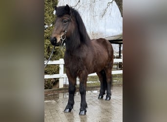 Islandais, Jument, 6 Ans, 141 cm, Bai brun