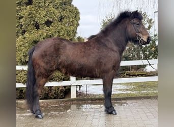 Islandais, Jument, 6 Ans, 141 cm, Bai brun