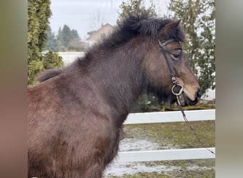 Islandais, Jument, 6 Ans, 141 cm, Bai brun