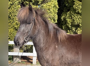 Islandais, Jument, 6 Ans, 142 cm, Noir