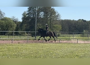 Islandais, Jument, 6 Ans, 143 cm, Bai