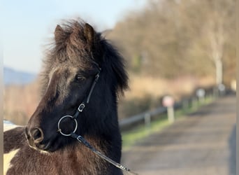 Islandais, Jument, 6 Ans, 143 cm, Pinto