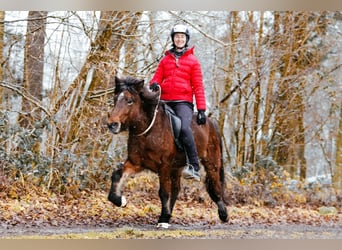 Islandais, Jument, 6 Ans, 144 cm, Bai