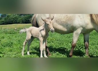 Islandais, Jument, 6 Ans, 144 cm