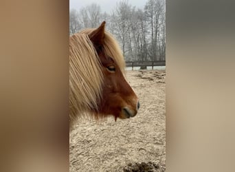 Islandais, Jument, 6 Ans, Alezan