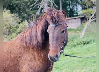 Islandais, Jument, 6 Ans, Bai