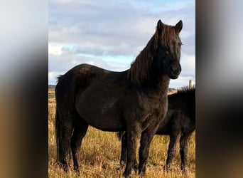 Islandais, Jument, 6 Ans, Noir