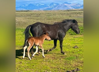 Islandais, Jument, 6 Ans, Noir