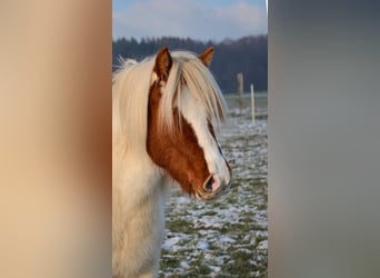 Islandais, Jument, 6 Ans, Pinto