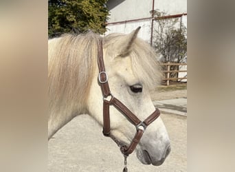 Islandais, Jument, 7 Ans, 136 cm