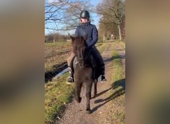 Islandais, Jument, 7 Ans, 136 cm, Noir