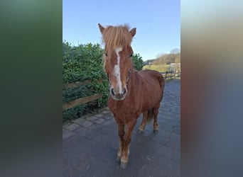 Islandais, Jument, 7 Ans, 137 cm, Alezan