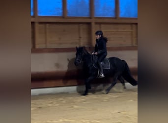 Islandais, Jument, 7 Ans, 138 cm, Noir