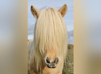 Islandais, Jument, 7 Ans, 138 cm, Pinto