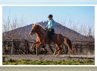 Islandais, Jument, 7 Ans, 138 cm, Rouan Rouge