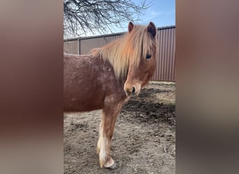 Islandais, Jument, 7 Ans, 140 cm, Alezan