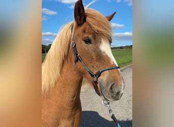 Islandais, Jument, 7 Ans, 140 cm, Alezan