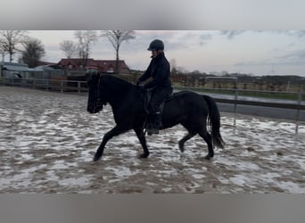 Islandais, Jument, 7 Ans, 140 cm, Noir