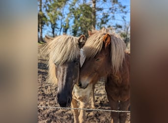 Islandais, Jument, 7 Ans, 140 cm, Pinto