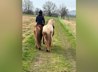 Islandais, Jument, 7 Ans, 140 cm, Pinto