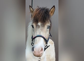 Islandais, Jument, 7 Ans, 140 cm, Pinto