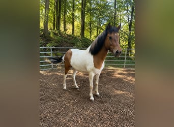 Islandais, Jument, 7 Ans, 140 cm, Pinto