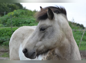 Islandais, Jument, 7 Ans, 140 cm, Tobiano-toutes couleurs