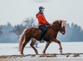 Islandais, Jument, 7 Ans, 142 cm, Alezan