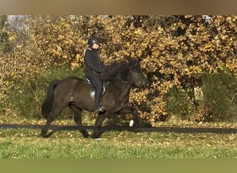 Islandais, Jument, 7 Ans, 142 cm, Noir