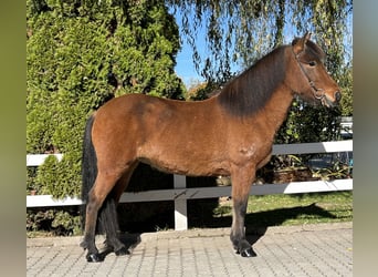 Islandais, Jument, 7 Ans, 144 cm, Bai